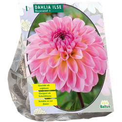 Baltus Bloembollen Dahlia Decoratief Ilse per 1 - 