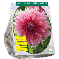 Baltus Bloembollen Dahlia Penhill Dark Monarch per 1 - 