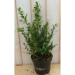 Warentuin natuurlijk Ilex donker groen - 