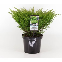 Warentuin natuurlijk Juniperus hor andorra compact 55 cm - 
