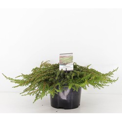 Warentuin natuurlijk Juniperus communis green carpet 30 cm - 