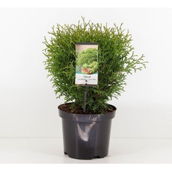 Warentuin natuurlijk Thuja occidentalis tiny tim 25-30 cm - 