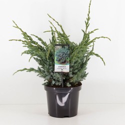 Warentuin natuurlijk Juniperus squamata meyeri - 