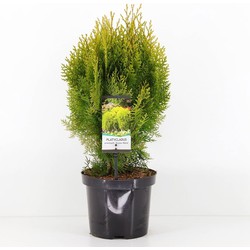 Warentuin natuurlijk Platycladus orient aurea nana - 
