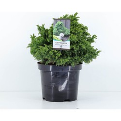 Warentuin natuurlijk Cryptomeria jap yokohama 45 cm - 