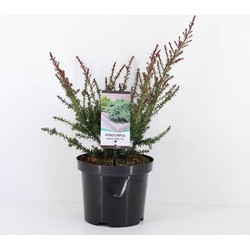 Warentuin natuurlijk Podocarpus lawrencei red tip - 