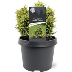 Warentuin natuurlijk Cryptomeria jap. Twinkle Toes 15-20 cm Conifeer - 