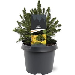 Warentuin natuurlijk Picea abies Tompa 15-20 cm Conifeer - 