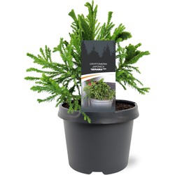 Warentuin natuurlijk Cryptomeria japonica Serama pbr 25-30 cm Conifeer - 