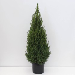 Warentuin natuurlijk Picea glauca perfecta 80-100 cm - 