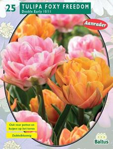 Tuinplant.nl Tulp