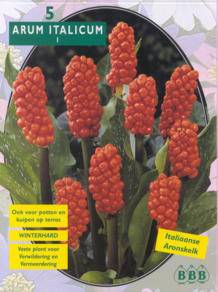 Tuinplant.nl Italiaanse Aronskelk