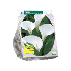 Tuinplant.nl Witte Aronskelk