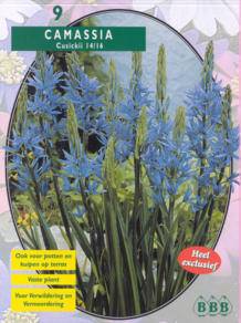 Tuinplant.nl Indiaanse Quamash