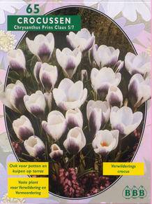 Tuinplant.nl Krokus
