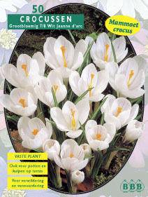 Tuinplant.nl Krokus
