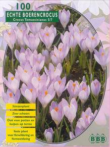 Tuinplant.nl Krokus