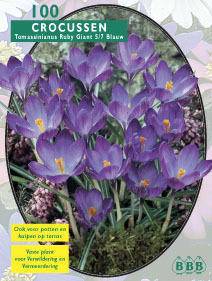 Tuinplant.nl Krokus