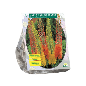 Tuinplant.nl Naald van Cleopatra