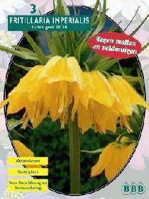 Tuinplant.nl Kievitsbloem