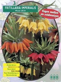 Tuinplant.nl Kievitsbloem