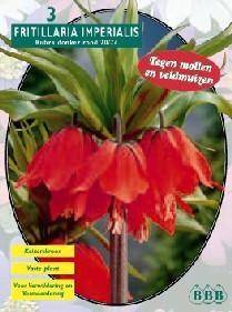 Tuinplant.nl Kievitsbloem