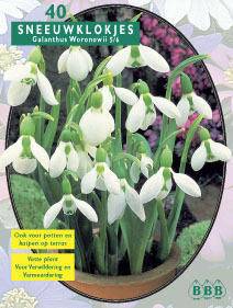 Tuinplant.nl Sneeuwklokjes