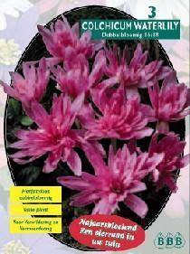 Tuinplant.nl Herfsttijloos