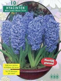 Tuinplant.nl Hyacint