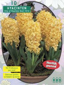 Tuinplant.nl Hyacint