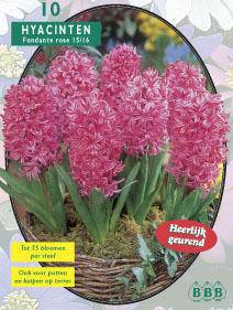 Tuinplant.nl Hyacint