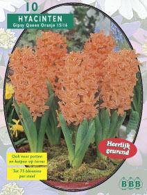 Tuinplant.nl Hyacint