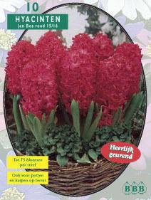 Tuinplant.nl Hyacint