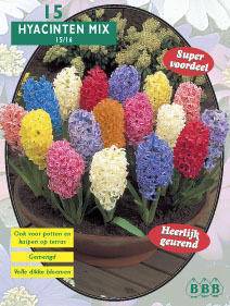 Tuinplant.nl Hyacint