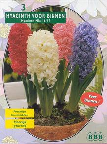 Tuinplant.nl Hyacint (voor binnen)