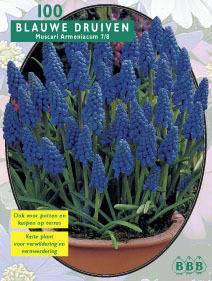 Tuinplant.nl Blauwe Druifjes