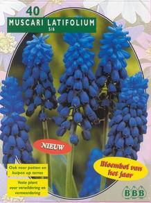 Tuinplant.nl Blauwe Druifjes