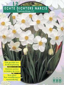 Tuinplant.nl Narcis