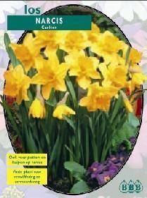 Tuinplant.nl Narcis