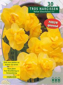 Tuinplant.nl Narcis