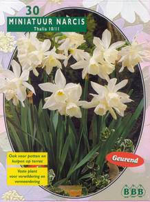 Tuinplant.nl Narcis