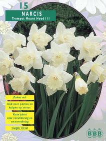Tuinplant.nl Narcis