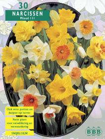 Tuinplant.nl Narcis