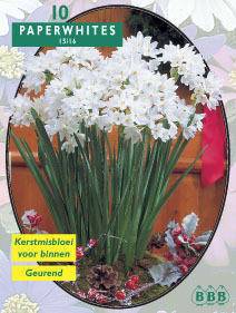 Tuinplant.nl Paperwhites
