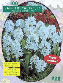 Tuinplant.nl Saffierhyacintjes