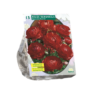 Tuinplant.nl Ranonkels