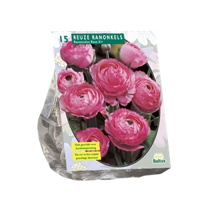 Tuinplant.nl Ranonkels