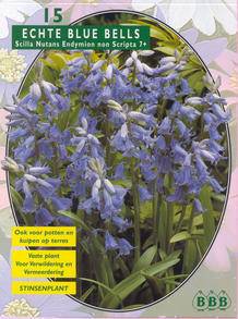 Tuinplant.nl Blue Bells