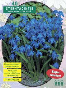 Tuinplant.nl Sterhyacint