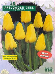 Tuinplant.nl Tulp